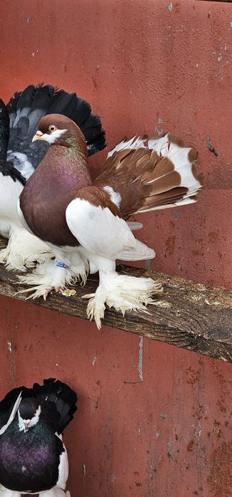 De vânzare  Porumbei de Volga