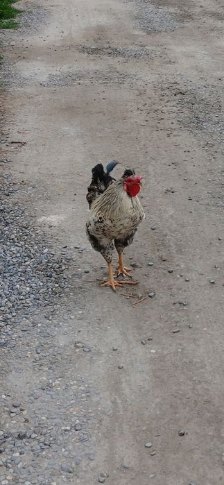 Срочно хӯроз сотилади