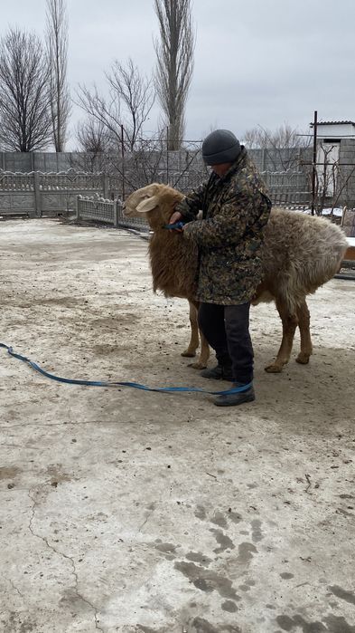 Арашан қошқар ..