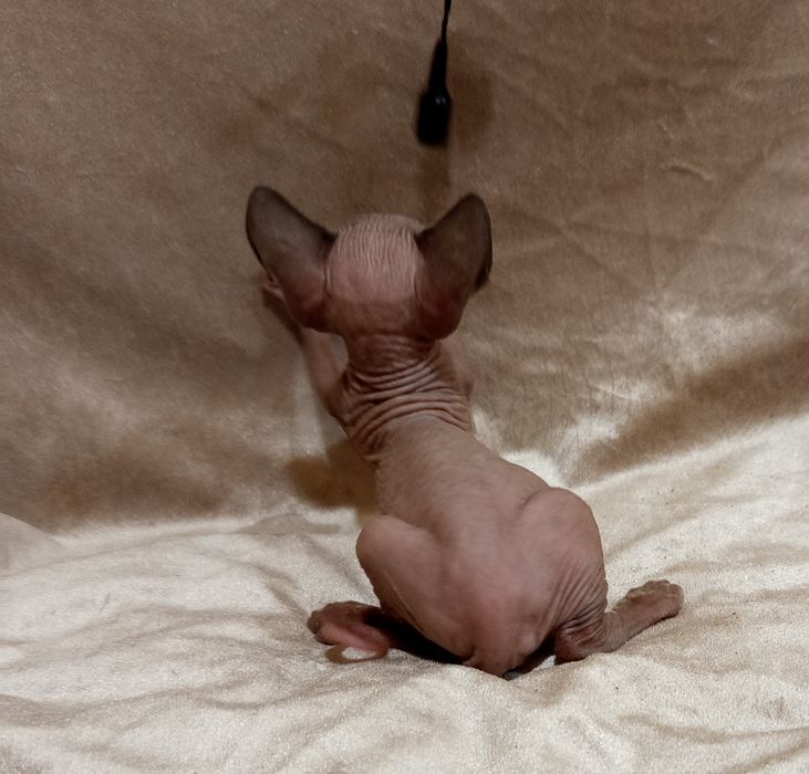 Канадский сфинкс  девочка 1 мес и 3 недели