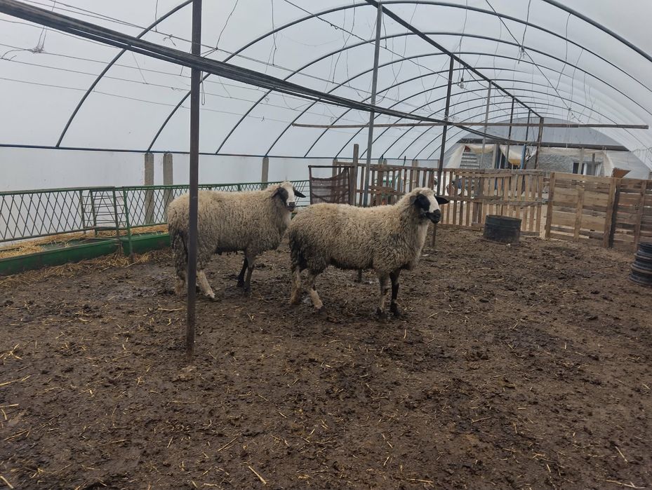 Кочове за продан