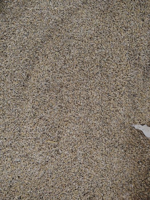 Vand ovăz calitate f bună