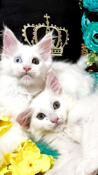 Exclusive ! БЕЛОСНЕЖНЫЕ Солид - Мейн куны .