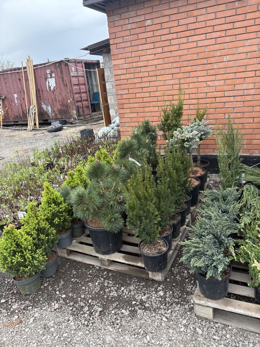 Елки туи озеленение участка