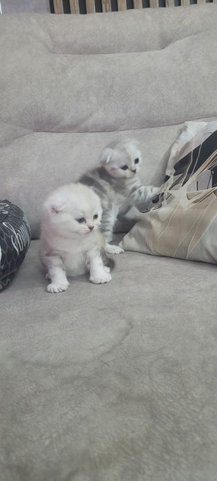 Шотландские котята