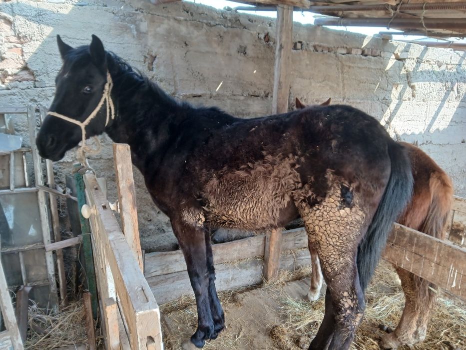 Продам лошади срочно