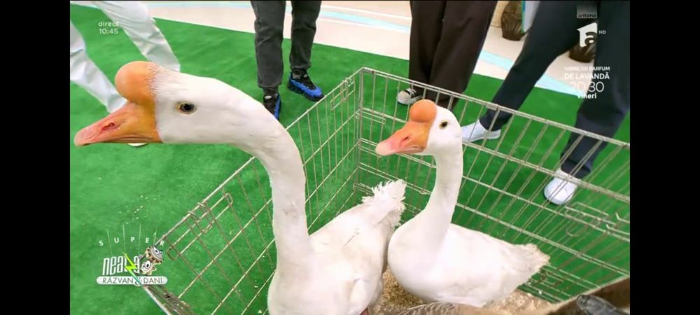 Gaste chinezesti albe rasa pura tineret