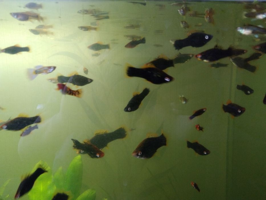 Продам меченосцев черных