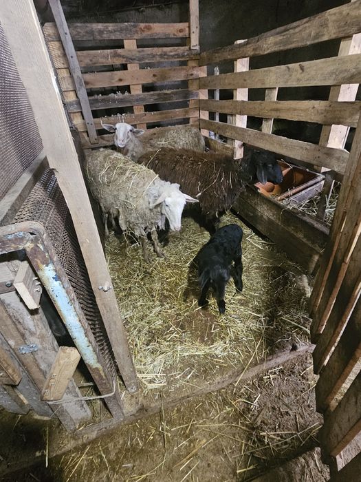 Бараниха с ягненком