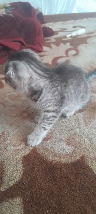 продам шотладских котят