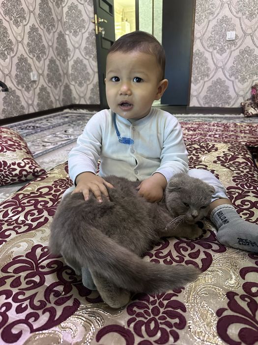 Arzon zotdor mushuk sotiladi