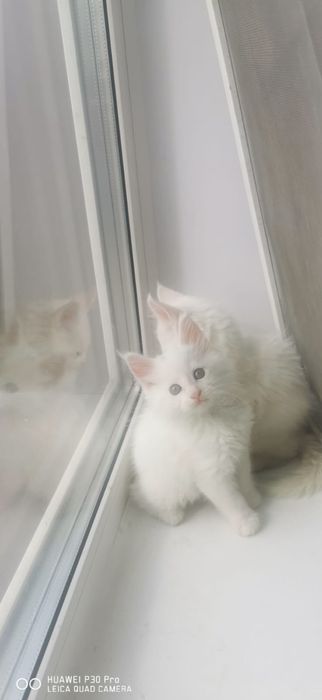 Мейн кун белые котята