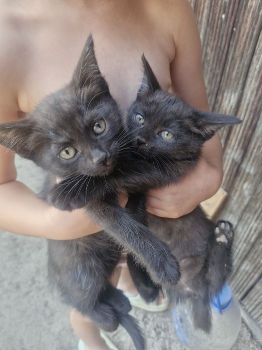 Отдам котят в добрые руки