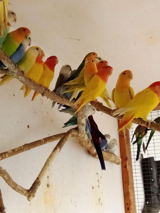 Papagali agapornis amorezi pui si adulti