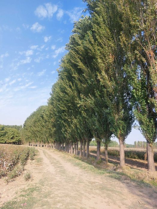 Sfatli Yetilgan Teraklar sotiladi