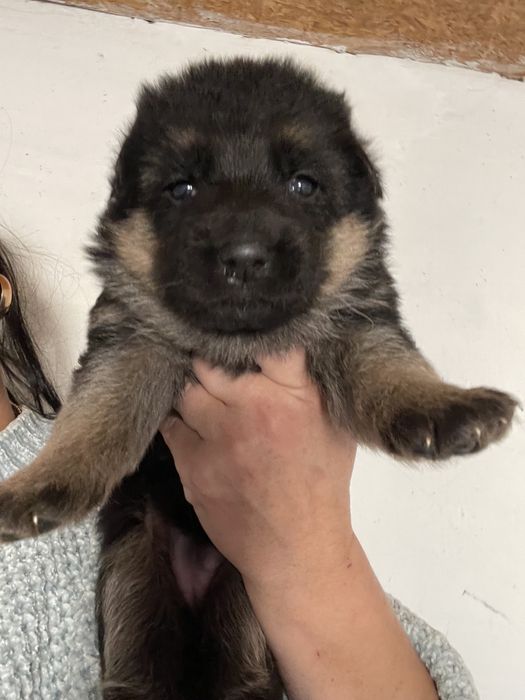 Щенки немецкой овчарки