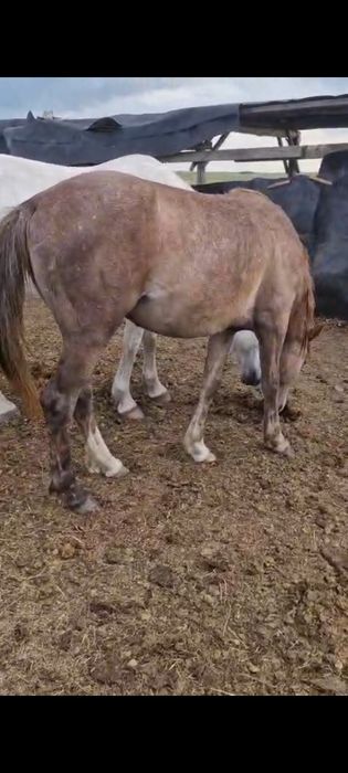 Күнәң сатылады ..