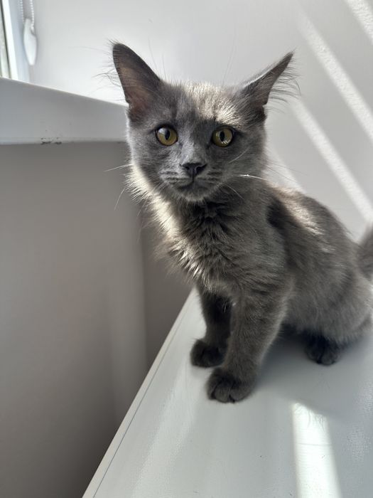 котенок в добрые руки