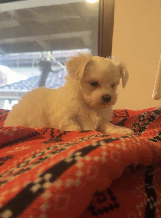 Bichon maltez talie mica