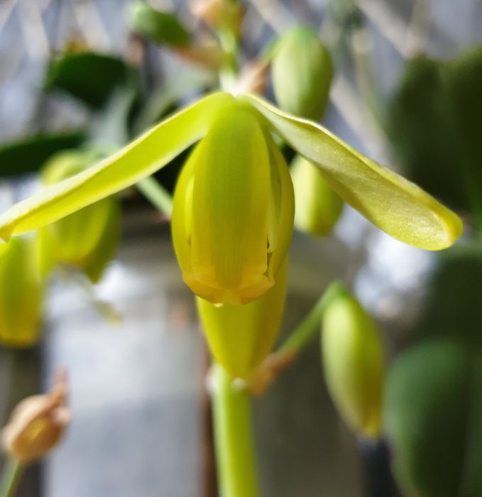 Albuca Spiralis Альбука растение домашнее, цветы комнатные