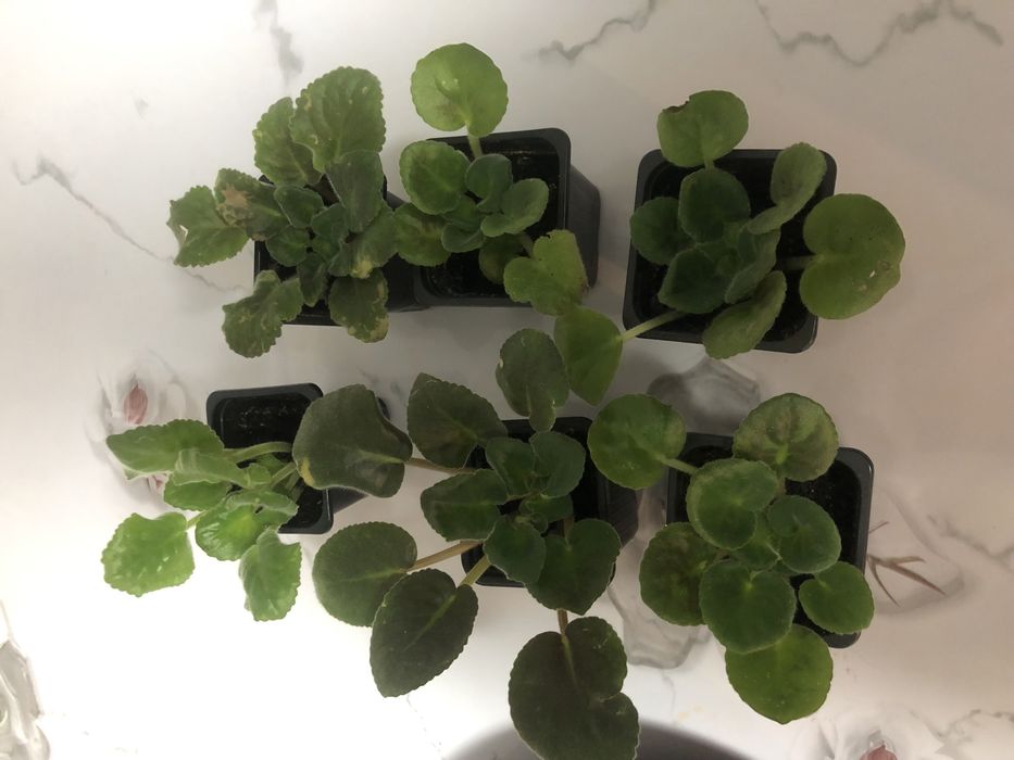 Фиалки сортовые,  молодые 300 тг. Район цемпоселка ……………..