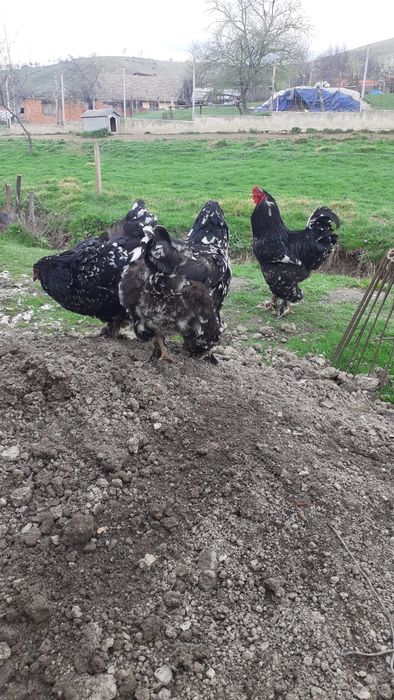 Rațe albe mari și găini brahma