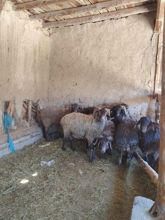 Qo'chqorlar sotiladi.