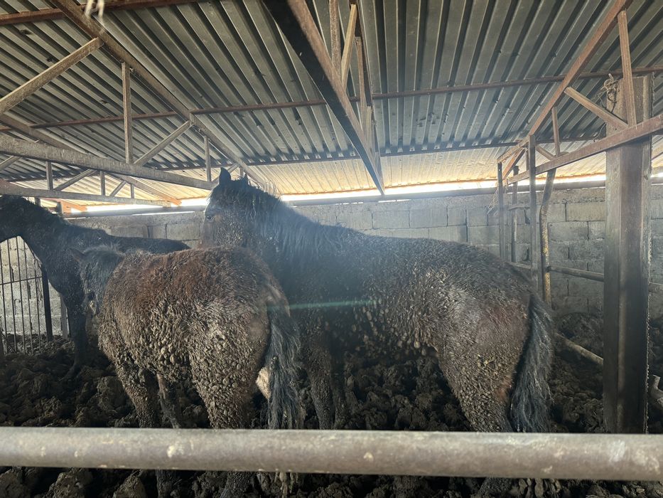 Семыз жілқілар сатлмда