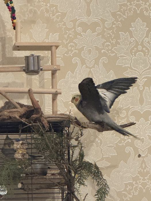 Продам ручных попугаев (девочка и мальчик)