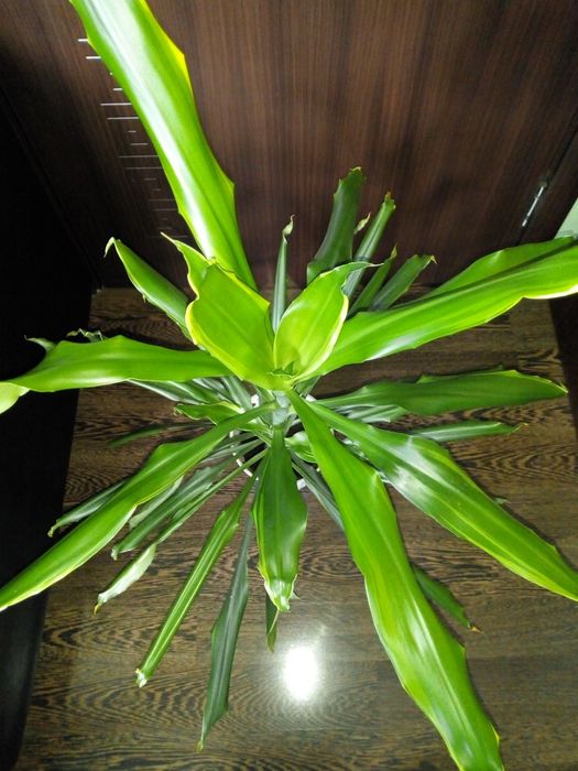 Традесканция рео,кротон,драцена фраганс,кливия,сенсевиера и др.