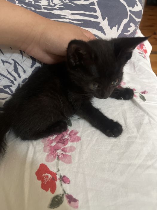 Срочно Котята отдам в добрые руки  шымкент