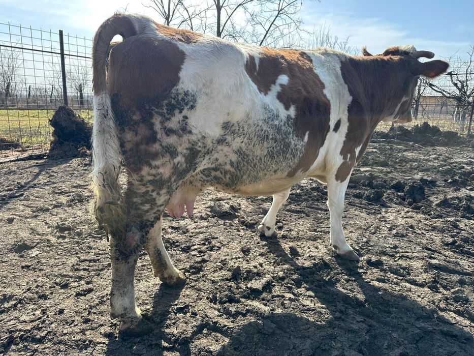 Vand vaca gestanta in 7 luni jumatate