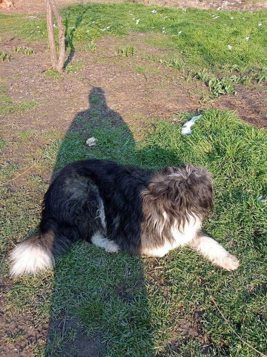 Пропала собака большая