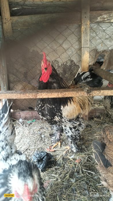 Брама хуроз сотилади