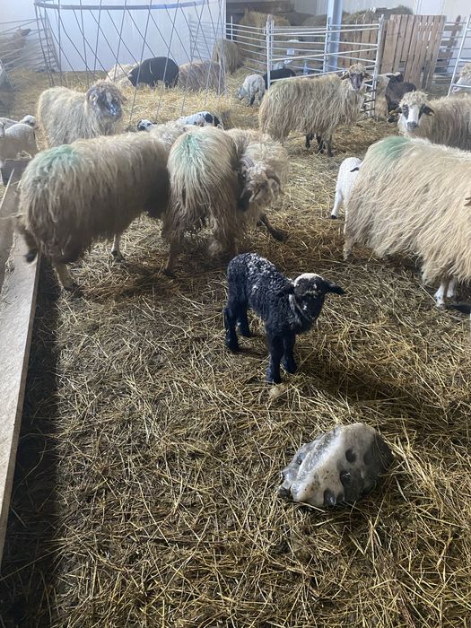 Schimb vand oi fatate cu miei maricei