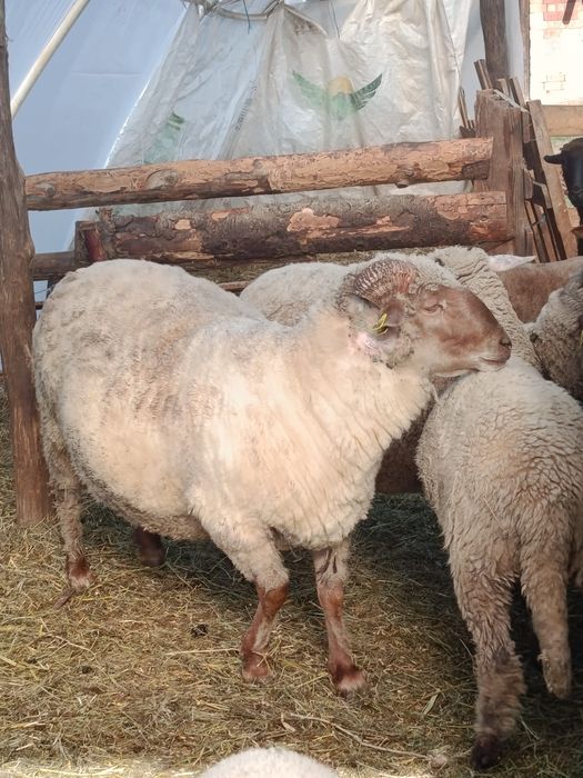 Vând  Berbec roșu în varstă de 3 ani