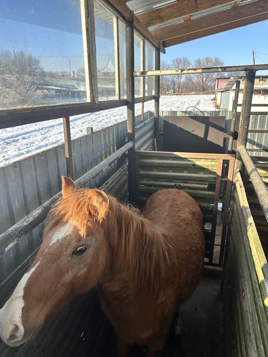 Семыз жылкы сатылады
