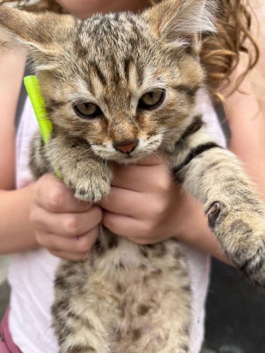 Отдам очаровательных котят