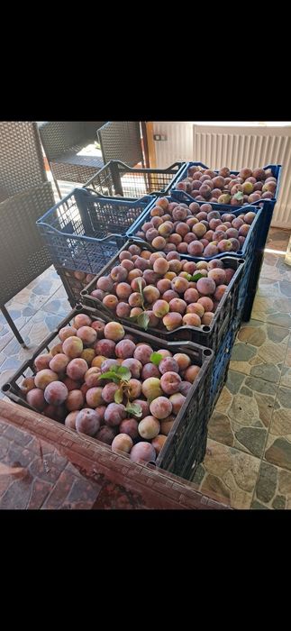 Prune renglot timpurii