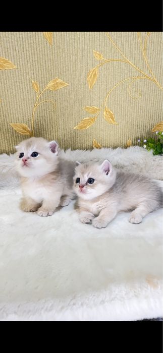 В первые в Ташкенте Манчкин продается!