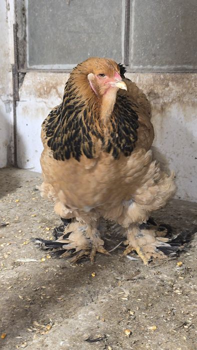 Brahma diferite varietati de culoare