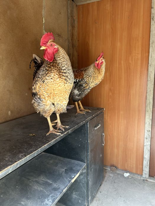 Питухи молодые крассивые