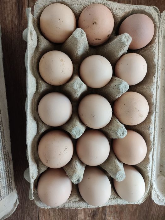 Продам домашний яйцо