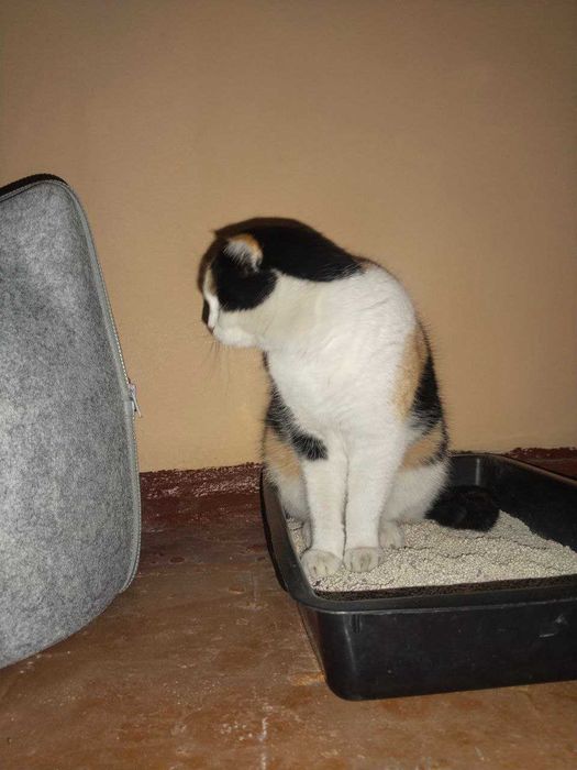 Отдам кошку в хорошие руки