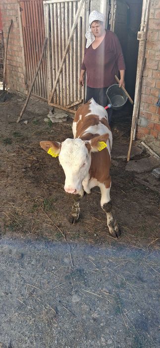 Taurasi Baltati