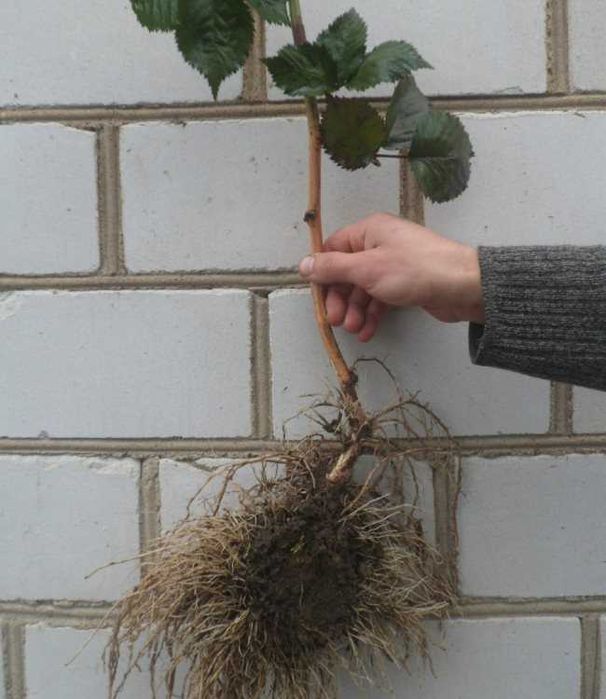 Ежавика кучатлари сотилади