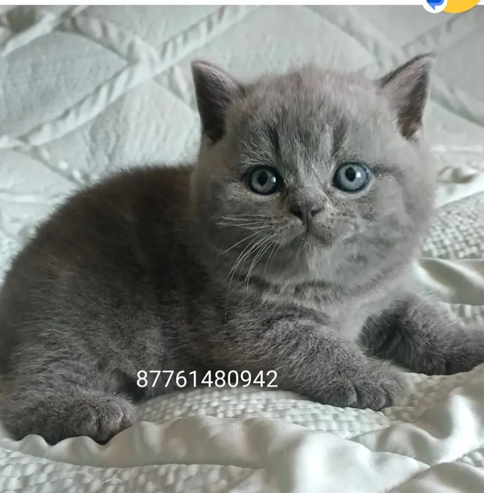 ПИТОМНИК Cute flyffy