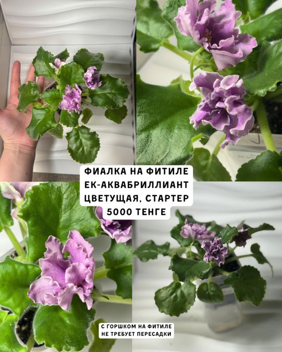 Фиалки цветущие сортовые
