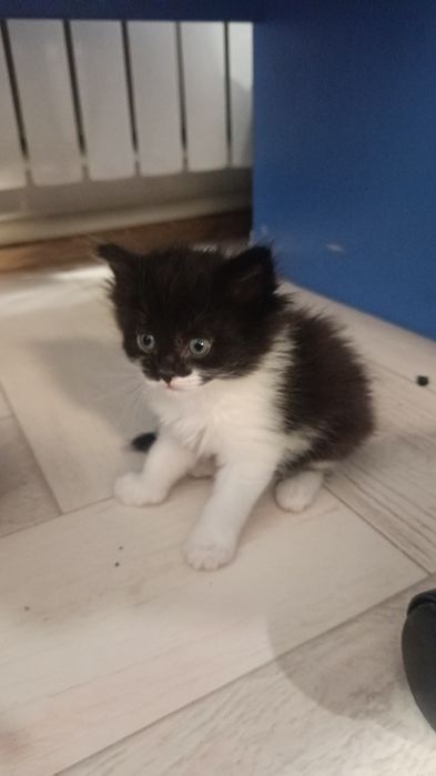 Отдам котят 1 месяц