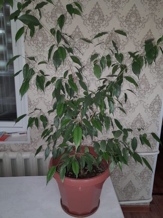 Комнатные растение